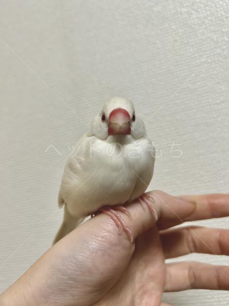 迷子鳥の画像