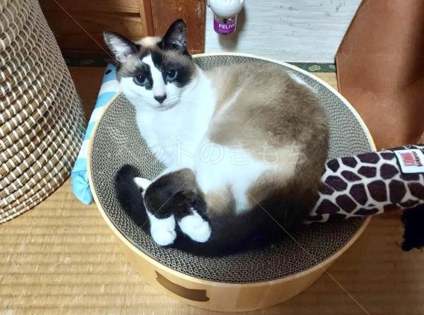 迷子猫の画像