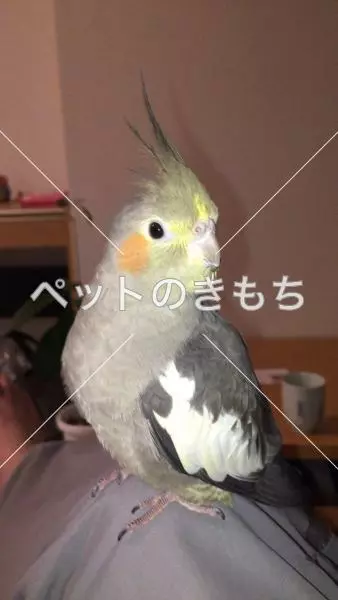 コメント投稿の画像