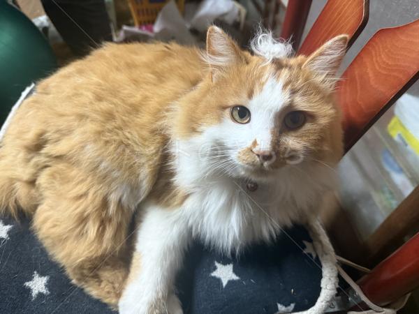 迷子猫の画像