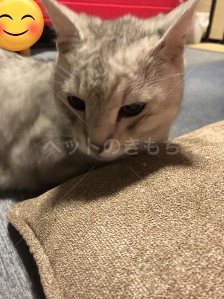 迷子猫の画像