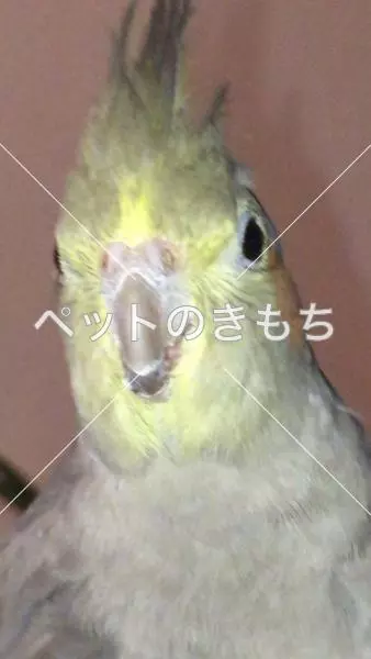 コメント投稿の画像