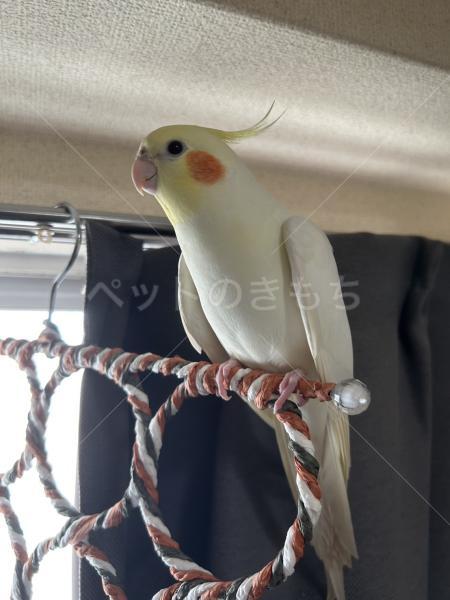 迷子鳥の画像