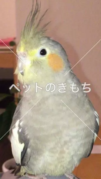 コメント投稿の画像