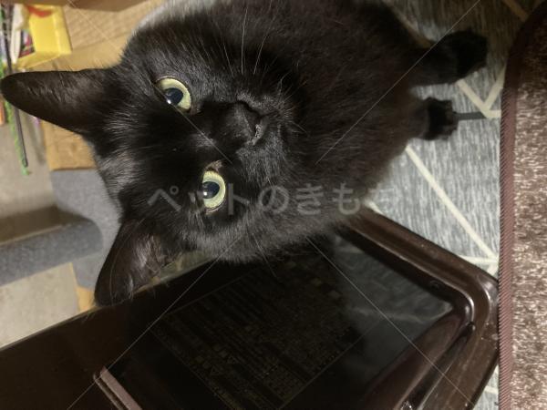 迷子猫の画像