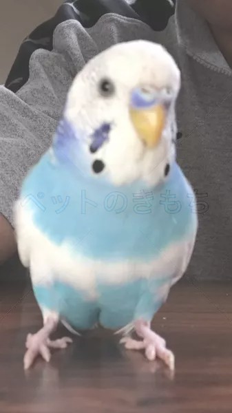 迷子鳥の画像