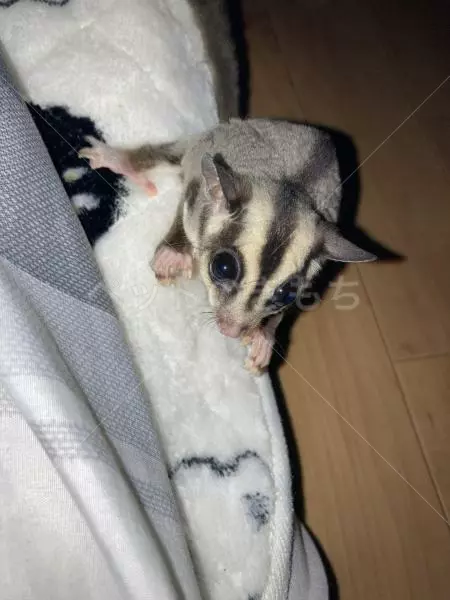 迷子ペットの画像