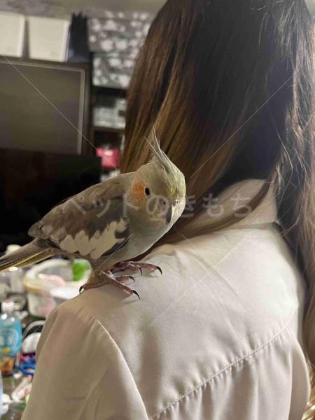 迷子鳥の画像