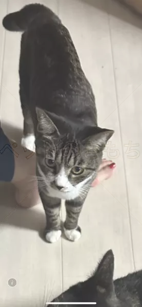 迷子猫の画像