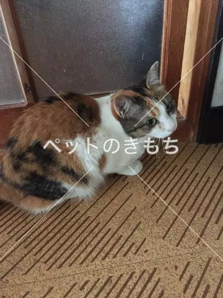 迷子猫の画像