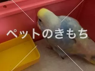 迷子鳥の画像