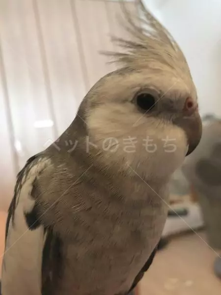 迷子鳥の画像