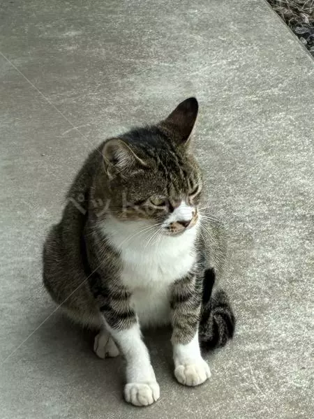 迷子猫の画像