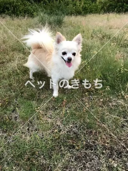 迷子犬の画像
