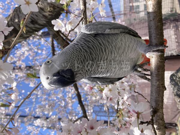 迷子鳥の画像