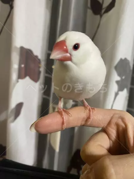迷子鳥の画像