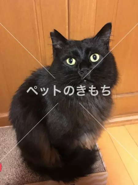 迷子猫の画像