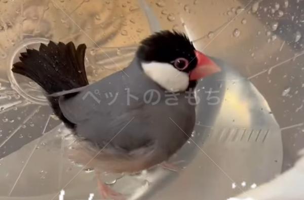 迷子鳥の画像