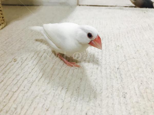 迷子鳥の画像