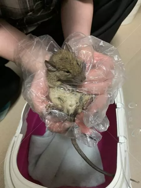 迷子ペットの画像