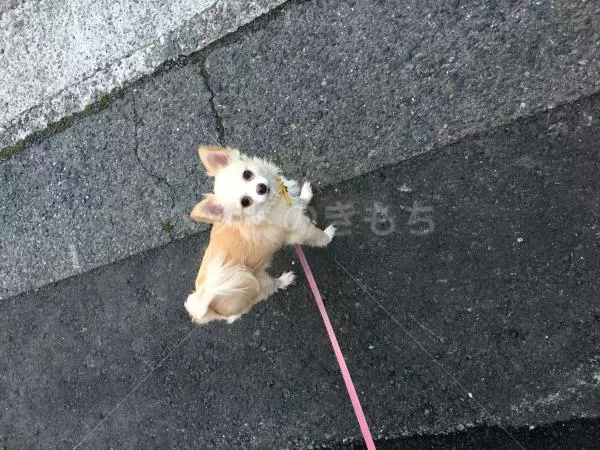 迷子犬の画像