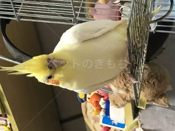 迷子鳥の画像