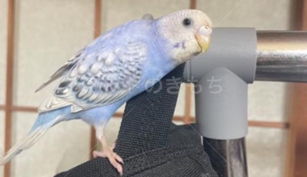迷子鳥の画像