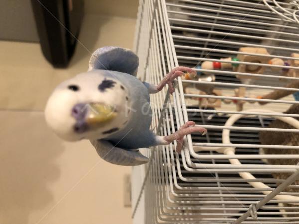 迷子鳥の画像
