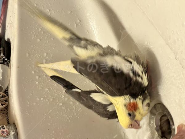 迷子鳥の画像