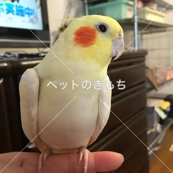 迷子鳥の画像