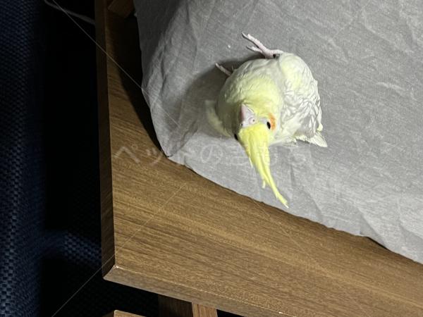 迷子鳥の画像