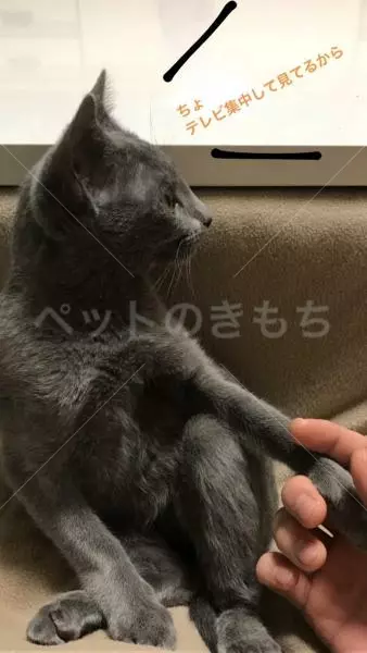 迷子猫の画像