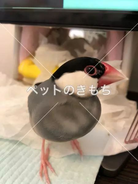 迷子鳥の画像
