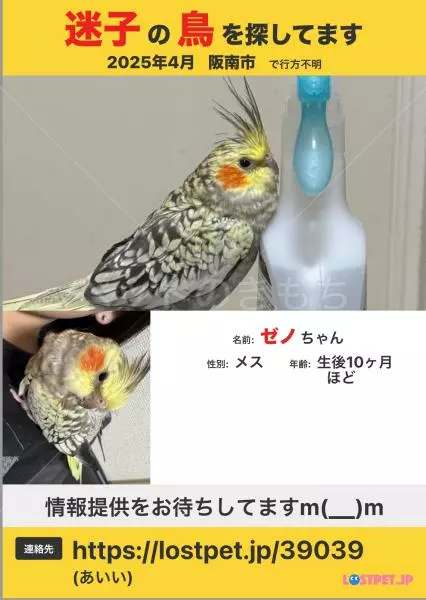 迷子鳥の画像