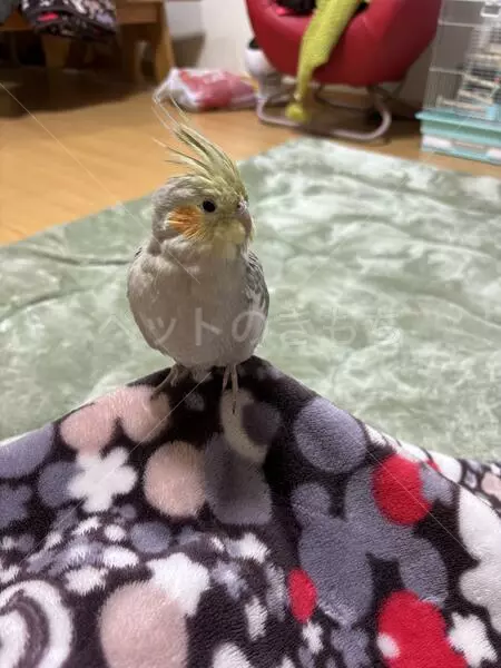 迷子鳥の画像