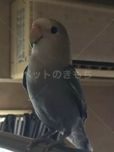 コメント投稿の画像