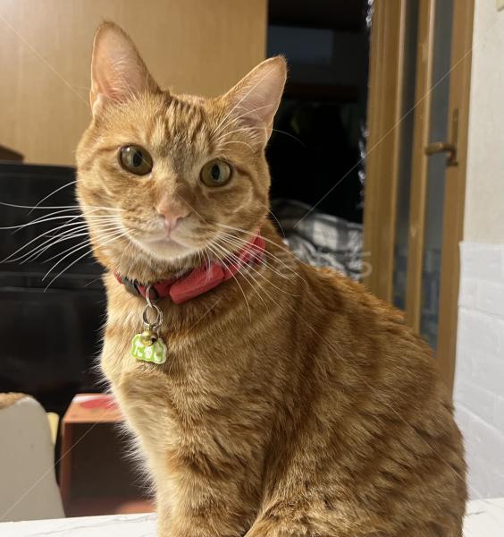 迷子猫の画像