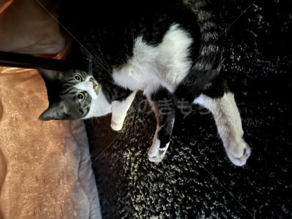迷子猫の画像