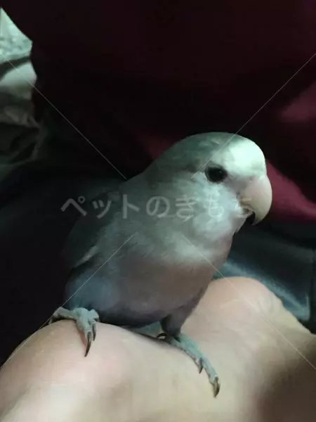 コメント投稿の画像