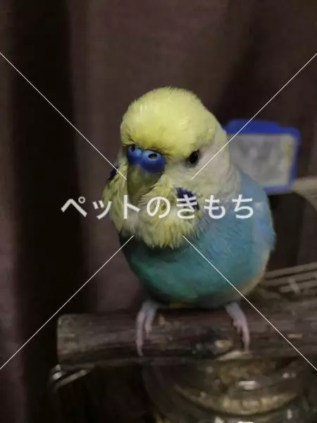 迷子鳥の画像
