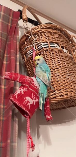 迷子鳥の画像