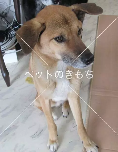迷子犬の画像