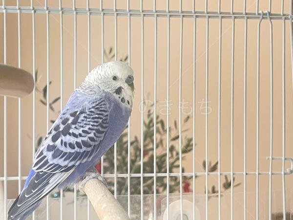 迷子鳥の画像