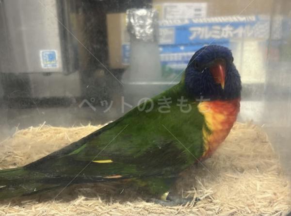 迷子鳥の画像