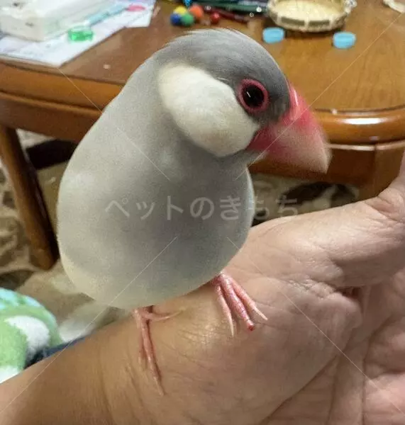 迷子鳥の画像