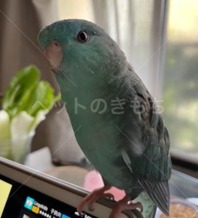 迷子鳥の画像