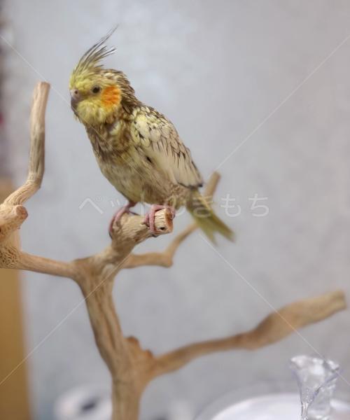 迷子鳥の画像