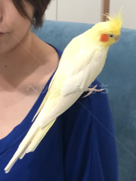 迷子鳥の画像