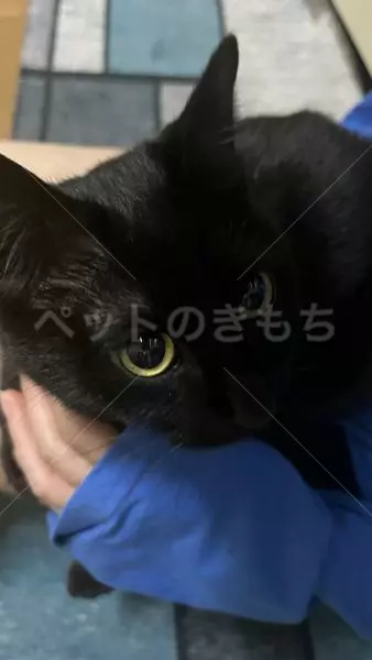 迷子猫の画像