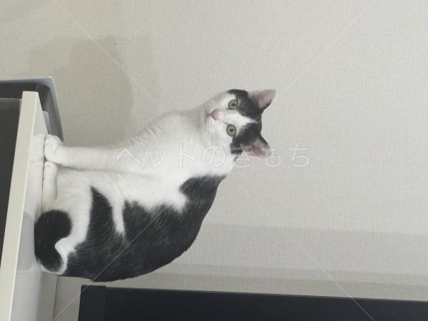 迷子猫の画像